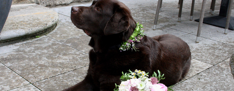 Hund mit Hochzeitshalsband und Brautstrauss